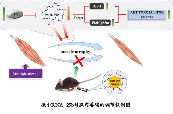 生命学院肖俊杰副教授在Nature Communications杂志揭晓研究论文-永信贵宾会217