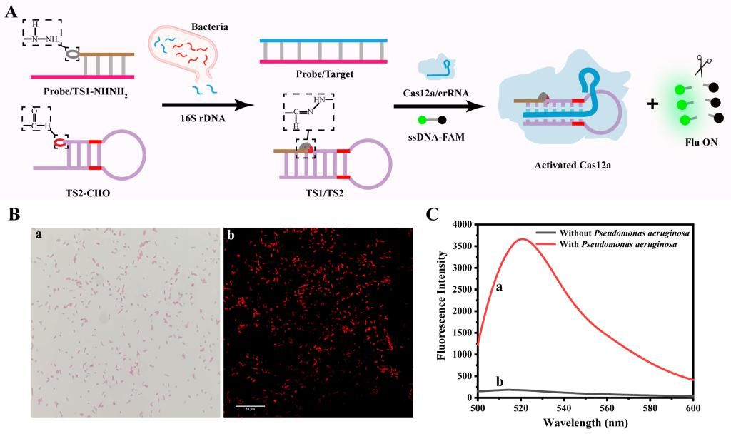 生命学院李根喜教授团队在《Nucleic Acids Research》揭晓细菌剖析新战略的研究效果-永信贵宾会217