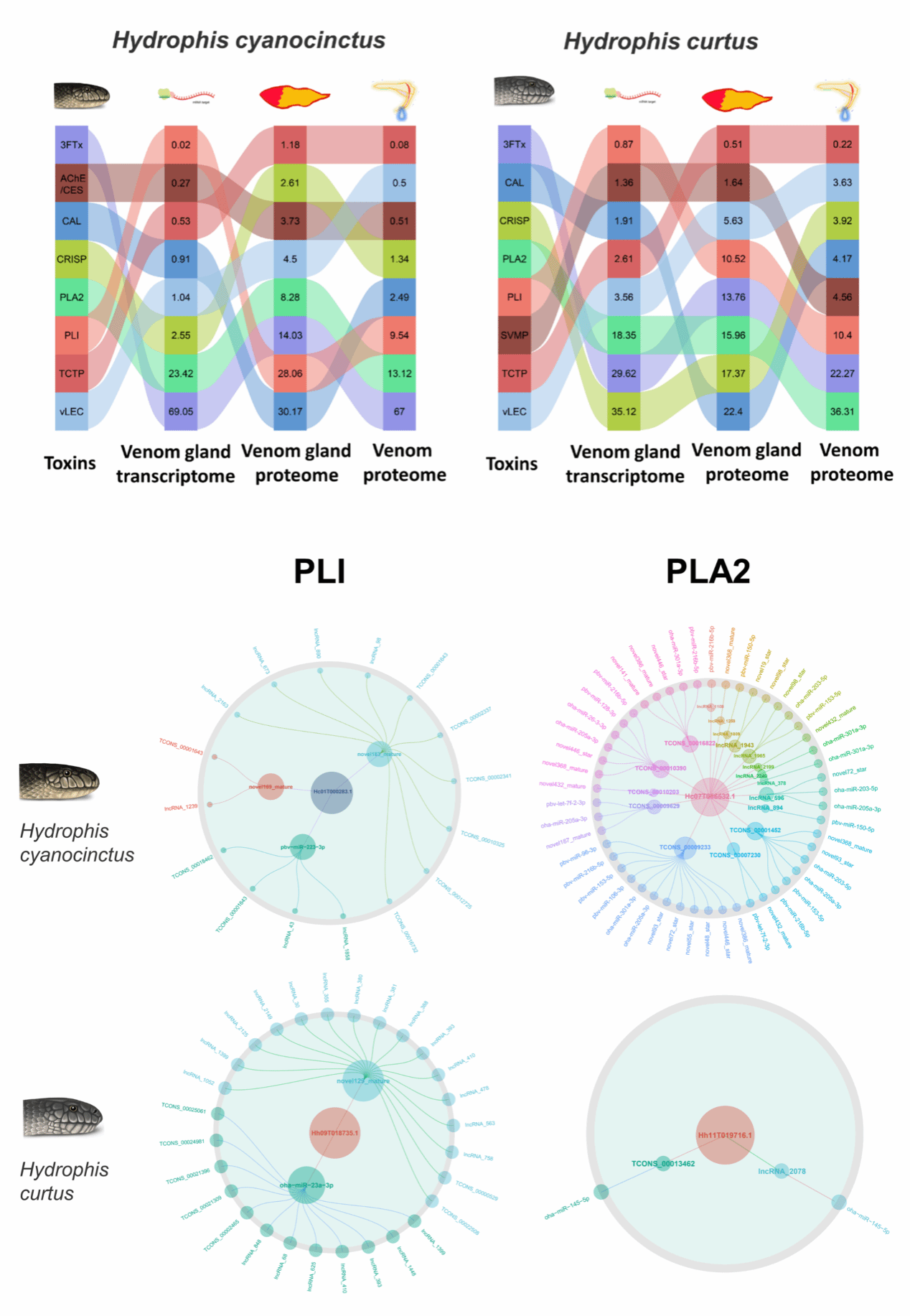 陆一鸣研究员团队在生物学领域国际权威期刊《Molecular Biology and Evolution》上揭晓研究性论文，，，，，，展现近缘海蛇物种捕食差别的分子机制-永信贵宾会217