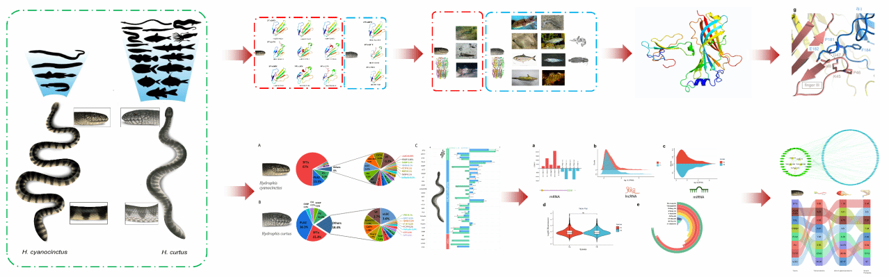 陆一鸣研究员团队在生物学领域国际权威期刊《Molecular Biology and Evolution》上揭晓研究性论文，，，，，，展现近缘海蛇物种捕食差别的分子机制-永信贵宾会217