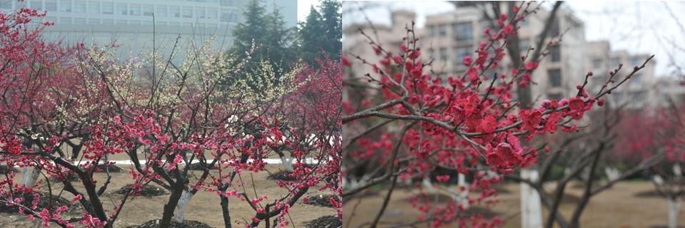 幽香浮动，，，正是师生赏梅好时光-永信贵宾会217