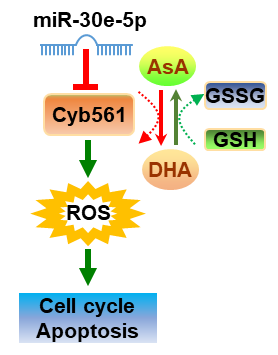 生命科学学院张忠辉教授课题组在Haematologica杂志揭晓研究论文-永信贵宾会217